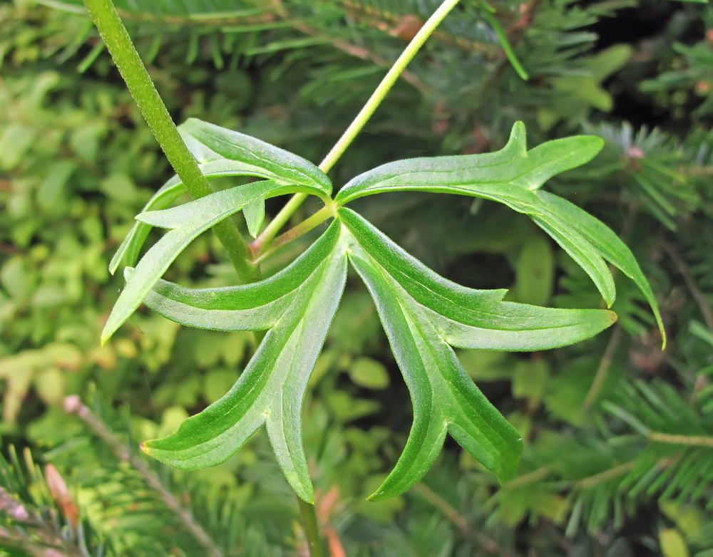 Image of Aconitum kirinense specimen.