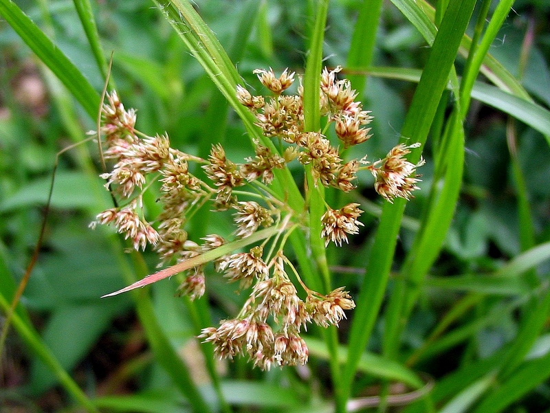 Image of Luzula luzuloides specimen.