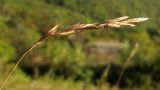 Brachypodium rupestre подвид caespitosum. Соплодие. Краснодарский край, окр. г. Геленджик, прибрежная гора, каменистый склон. 14.09.2013.