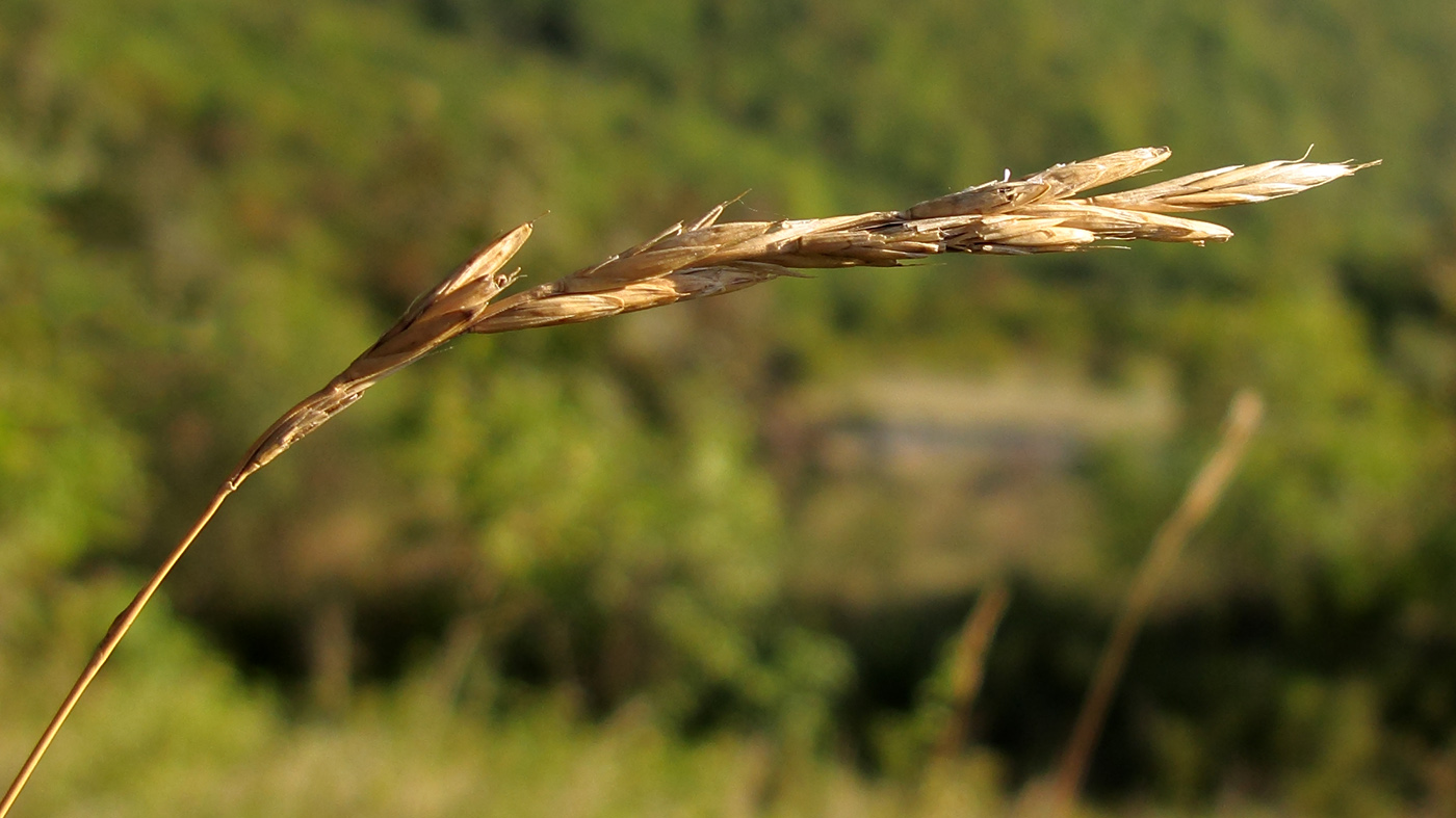 Image of Brachypodium rupestre ssp. caespitosum specimen.