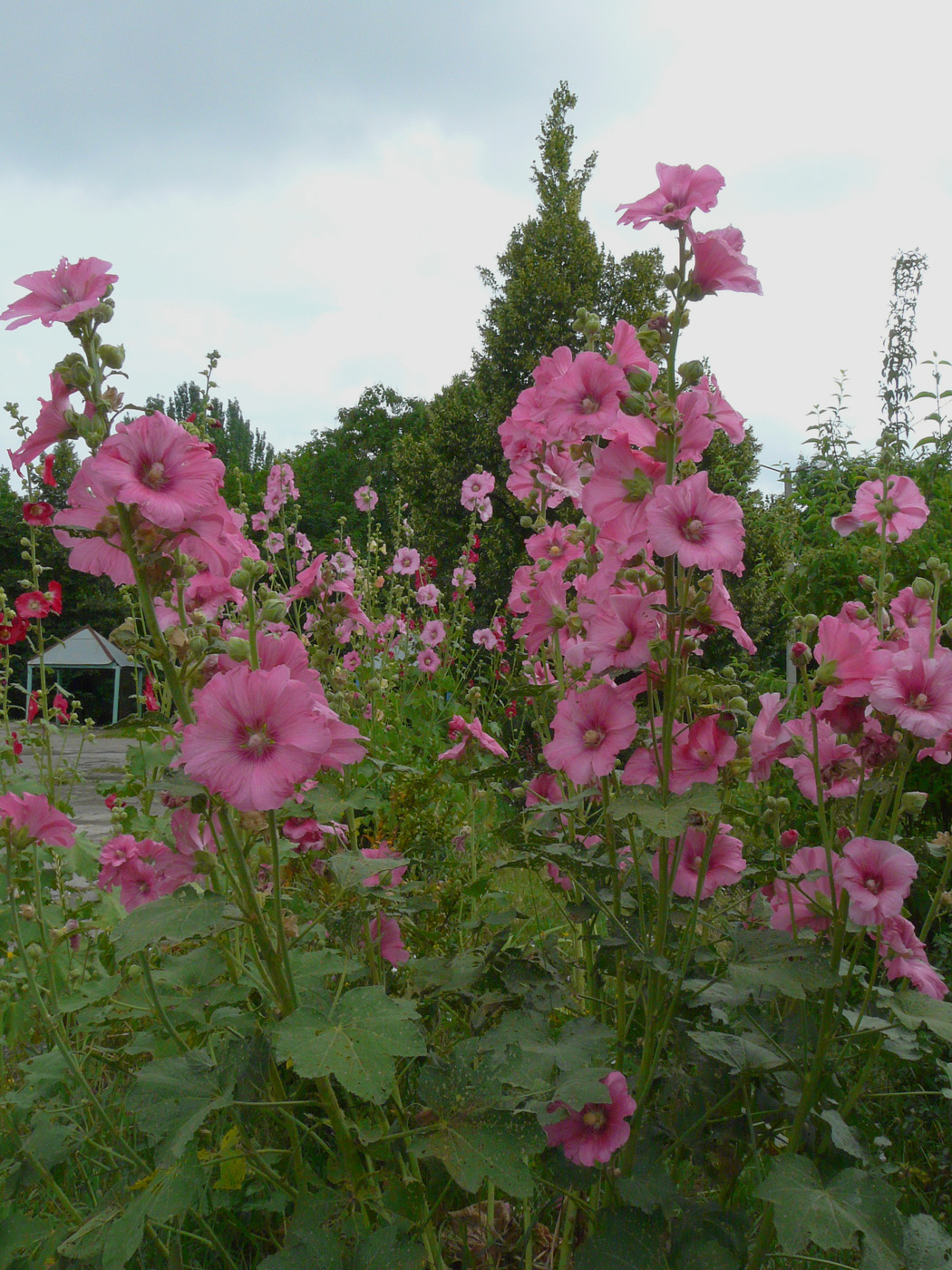 Image of Alcea rosea specimen.