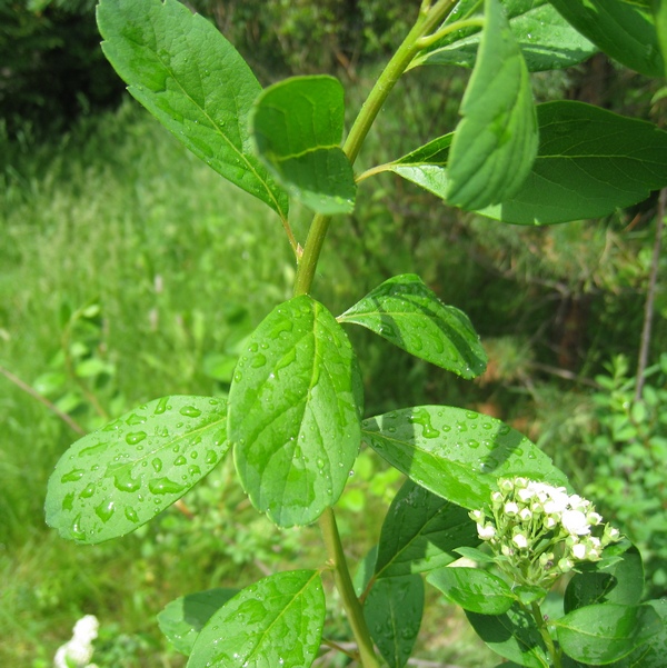 Image of Spiraea trichocarpa specimen.