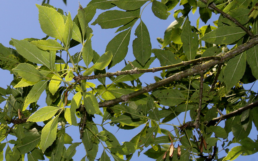 Изображение особи Fraxinus velutina var. coriacea.