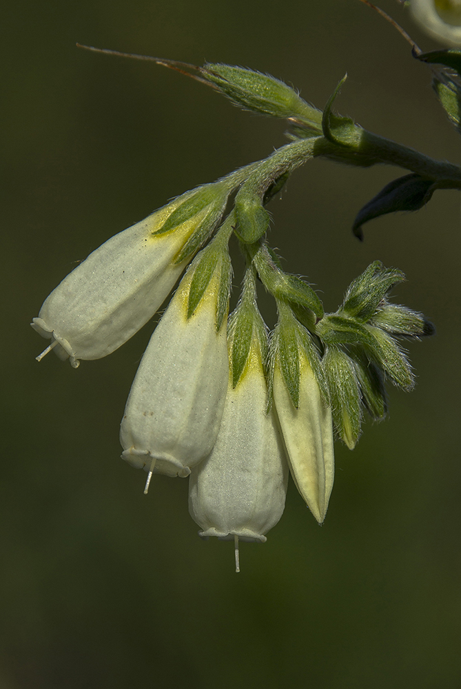 Изображение особи Onosma volgensis.