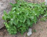 Ageratum conyzoides