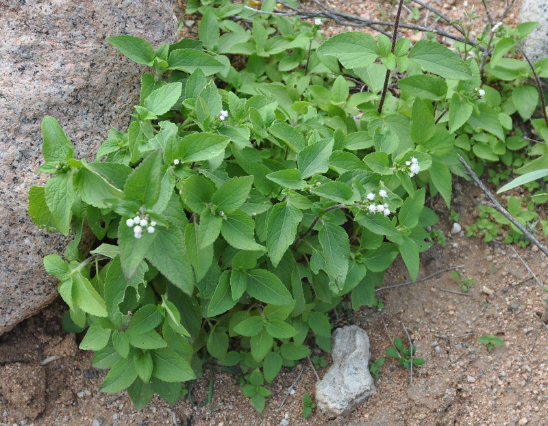 Image of Ageratum conyzoides specimen.