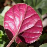 Cyclamen coum