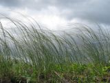 Stipa pennata