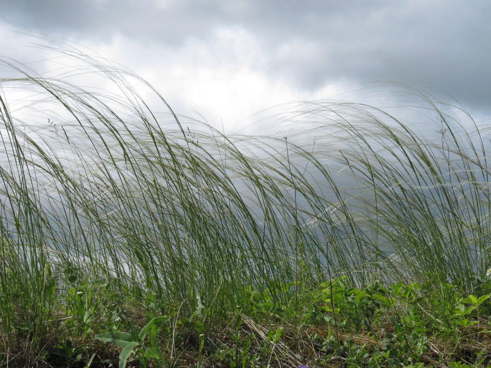 Image of Stipa pennata specimen.