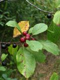 Frangula alnus. Верхушка ветки с незрелыми и зрелыми плодами. На листьях видны пятна, вызванные фитопатогенным грибом (ржавчинный гриб Puccinia coronata в эцидиальной стадии). Украина, Львовская обл., Бориславский горсовет, опушка хвойного леса возле пгт Сходница. 11.08.2012.