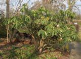 Rhododendron calophytum. Растение в начале цветения. Германия, г. Дюссельдорф, Ботанический сад университета. 02.03.2014.
