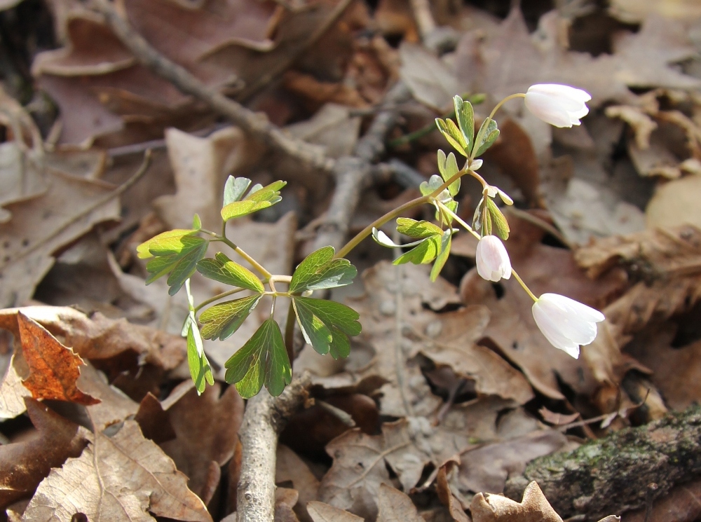 Image of Isopyrum thalictroides specimen.