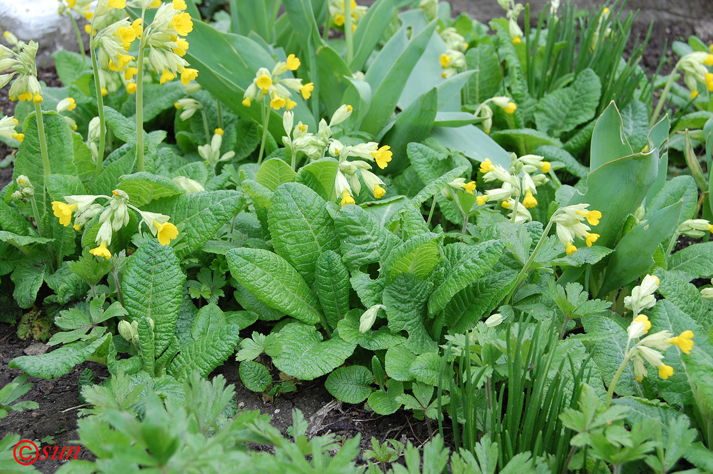 Изображение особи Primula macrocalyx.