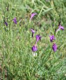 Dodartia orientalis