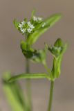 Valerianella locusta. Верхушка растения с соцветиями. Ростовская обл., Мясниковский р-н, окр. хут. Недвиговка. 27.04.2014.