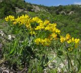 Coronilla coronata. Цветущее растение. Краснодарский край, г. Новороссийск, гора Большой Маркотх. 03.05.2014.