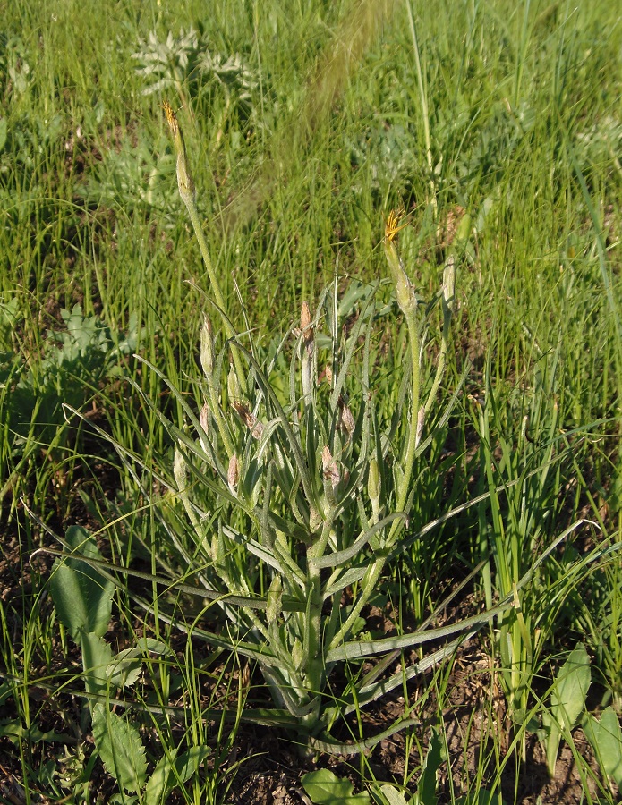 Image of Scorzonera mollis specimen.