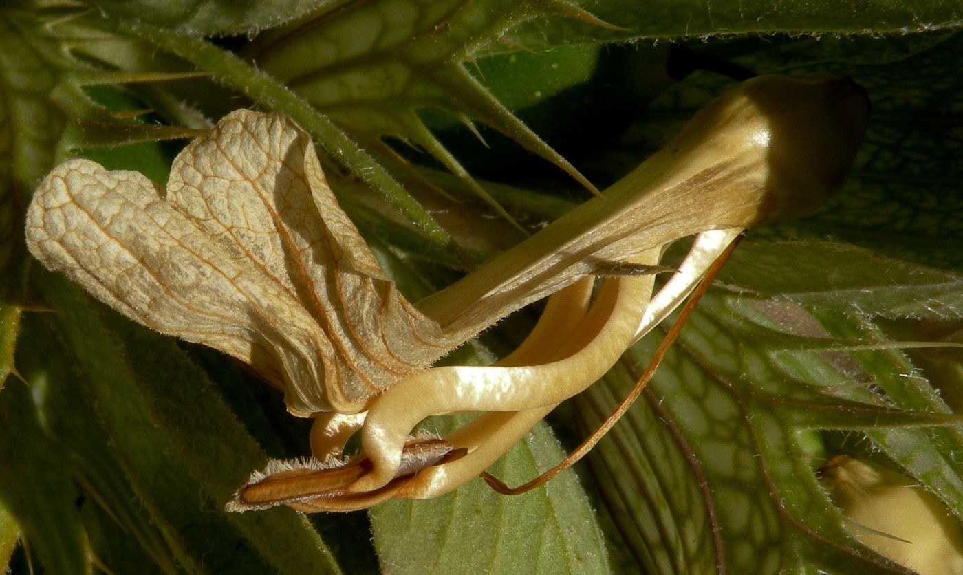 Image of Acanthus syriacus specimen.