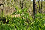 Disporum smilacinum