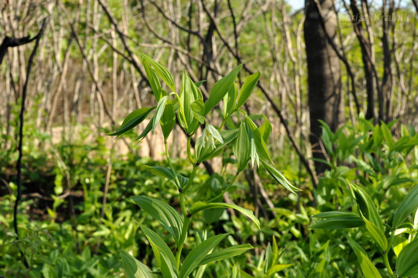 Image of Disporum smilacinum specimen.