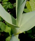 Arundo donax