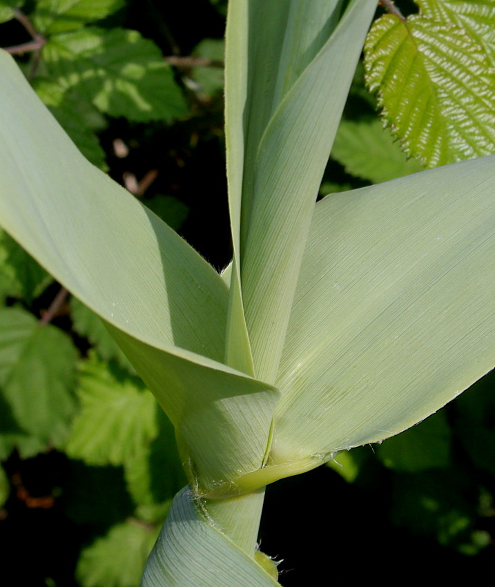 Image of Arundo donax specimen.
