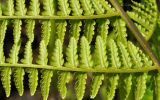 Athyrium