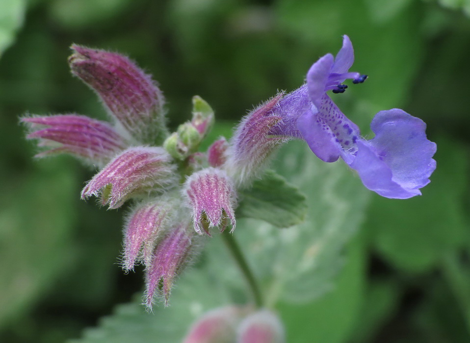 Image of Nepeta mussinii specimen.