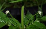 genus Valeriana