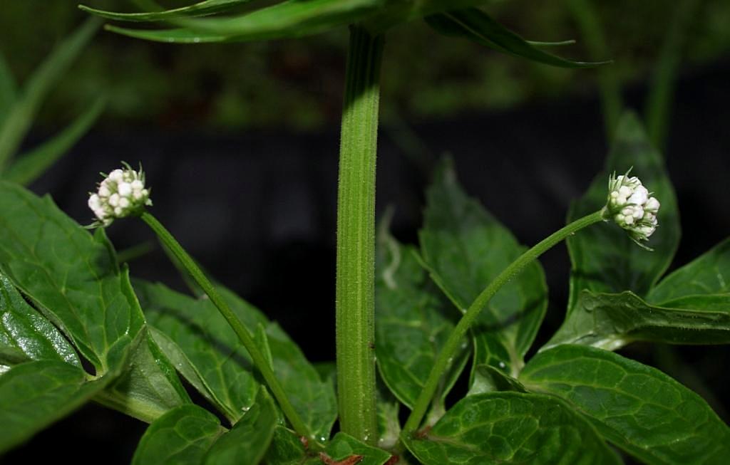 Image of genus Valeriana specimen.