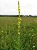 Verbascum phlomoides