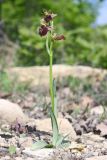 Ophrys mammosa subspecies caucasica. Цветущее растение (высота - 16 см, длина соцветия - 5 см). Краснодарский край, м/о город-курорт Анапа, окр. с. Варваровка, опушка дубово-грабового леса. 30 апреля 2013 г.