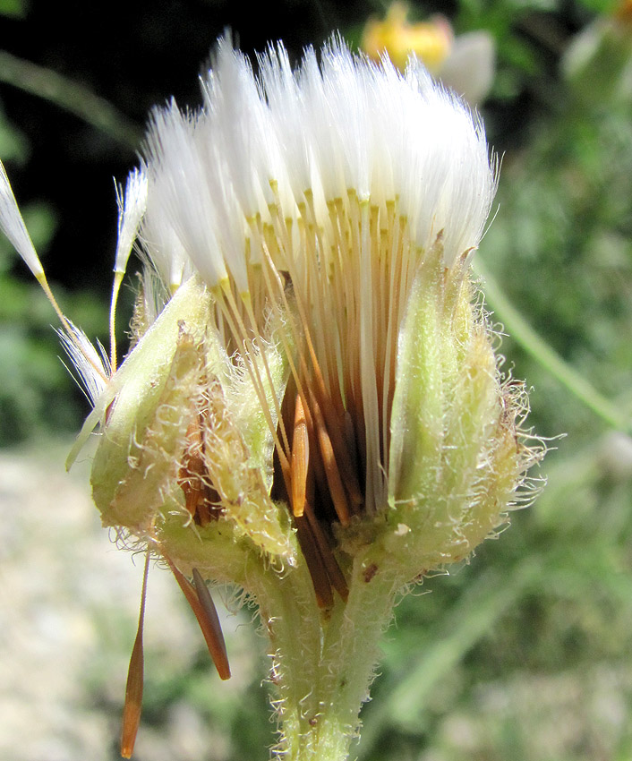 Image of Crepis rhoeadifolia specimen.