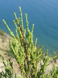 Juniperus foetidissima. Верхушка ветви. Краснодарский край, м/о г. Новороссийск, окр. пос. Абрау, юго-восточный склон горы Круглая, можжевеловое редколесье. 19.07.2014.