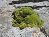 Thylacospermum caespitosum. Вегетирующее растение. Казахстан, Заилийский Алатау в окр. Алматы, р-н Космостанции, 3300 м н.у.м. 21 июня 2013 г.