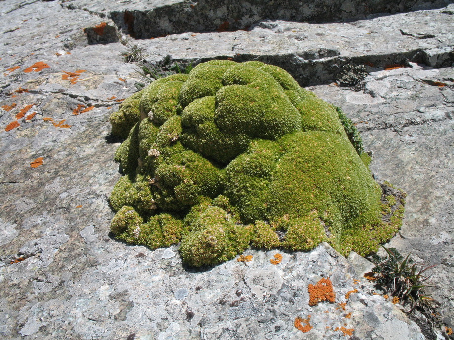 Изображение особи Thylacospermum caespitosum.