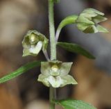 Epipactis helleborine ssp. degenii