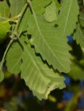 Quercus boissieri