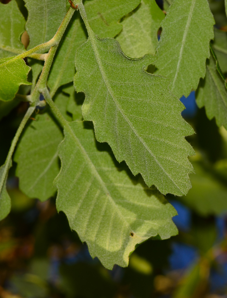 Image of Quercus boissieri specimen.