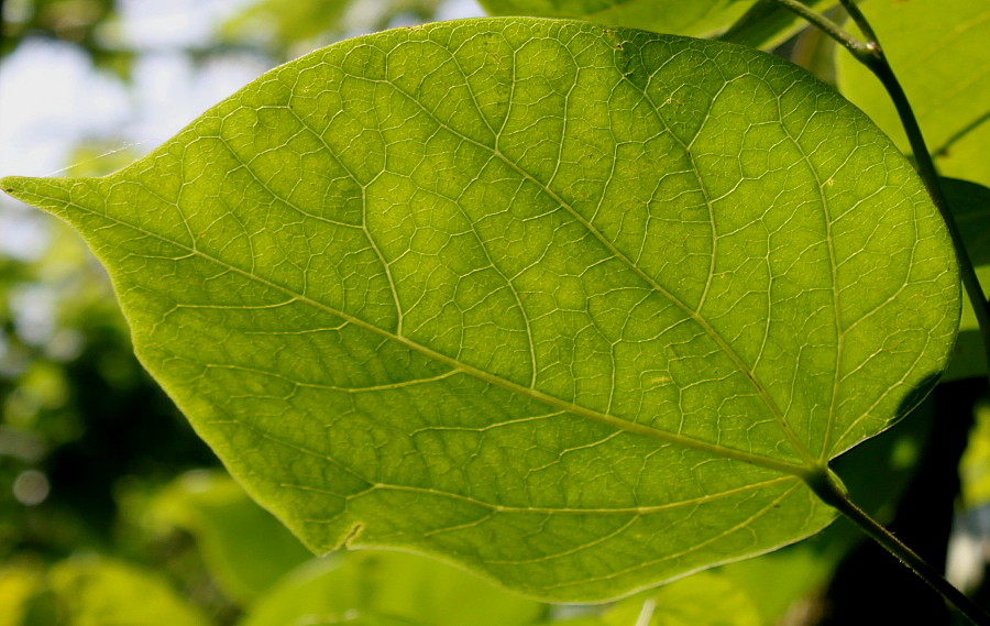 Image of Cercis chinensis specimen.
