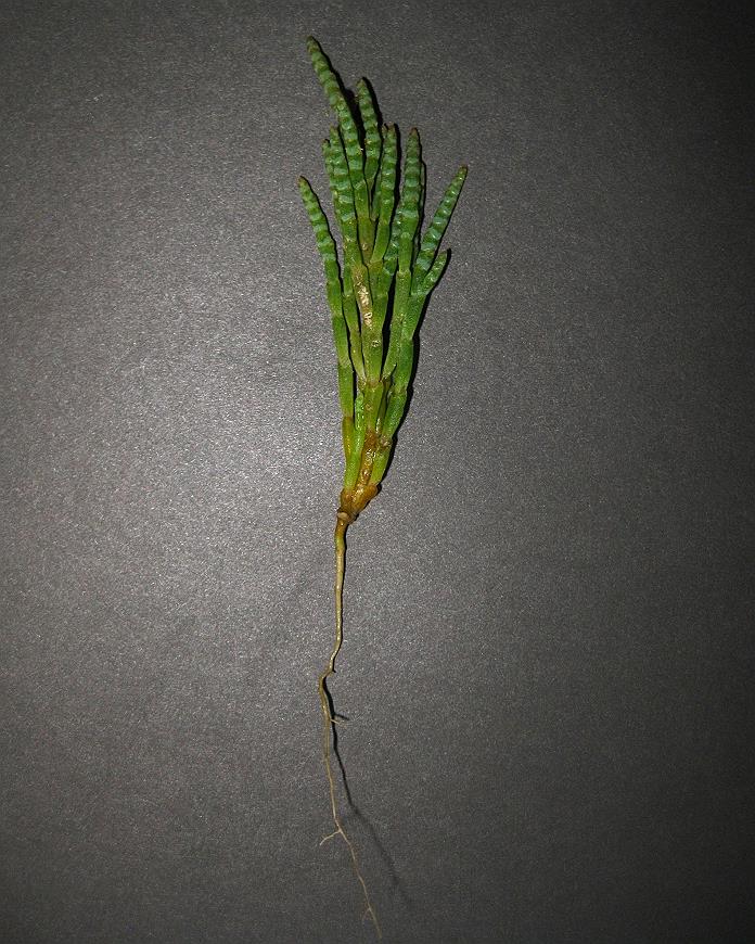 Image of Microcnemum coralloides ssp. anatolicum specimen.