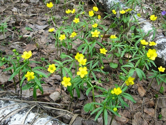 Изображение особи Ranunculus monophyllus.