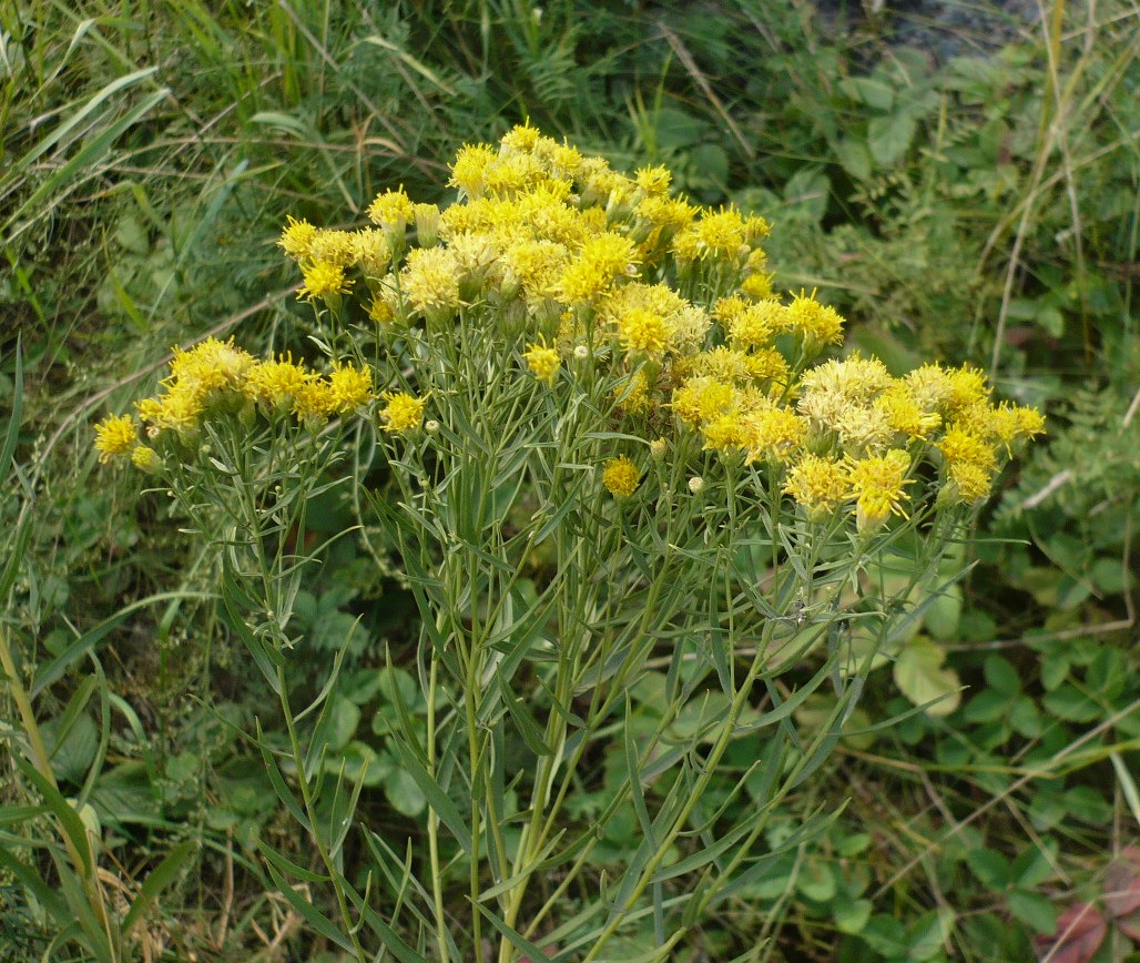 Image of Galatella biflora specimen.