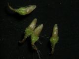 Image of taxon representative. Author is Николай Степанов