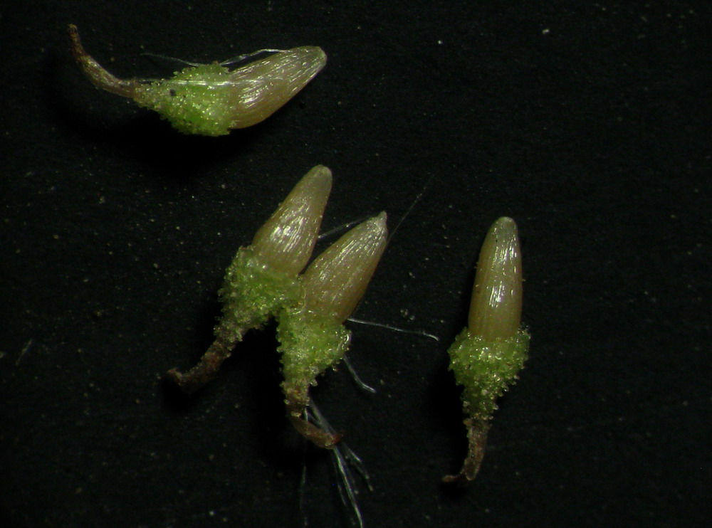 Image of Artemisia jacutica specimen.
