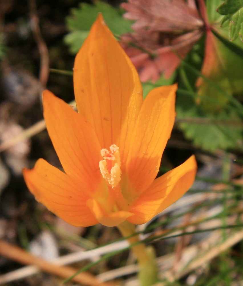 Image of Crocus scharojanii specimen.