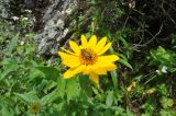 familia Asteraceae. Верхушка цветущего растения с сидящей пчелой(?). Перу, археологический комплекс \"Писак\", высота 2970 м н.у.м. 12 марта 2014 г.