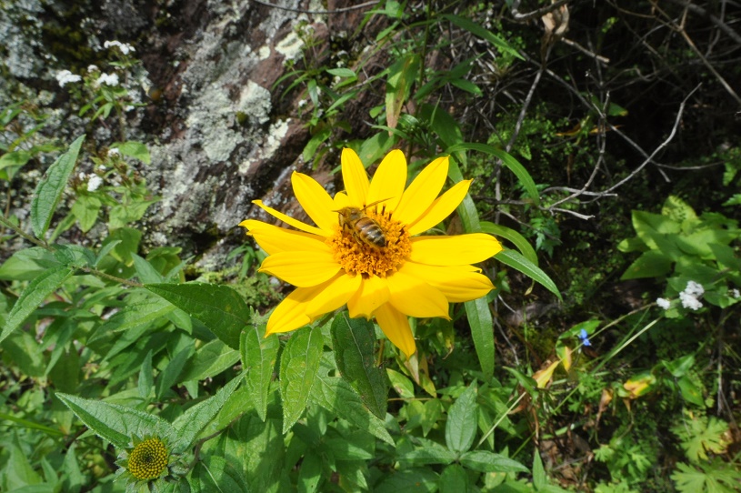 Изображение особи семейство Asteraceae.