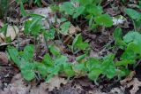 Asarum canadense