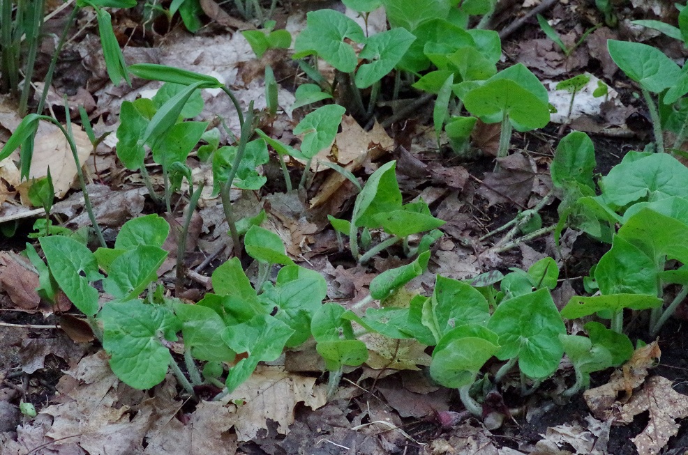 Изображение особи Asarum canadense.